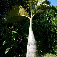 Photo de Bali - Autour de Munduk